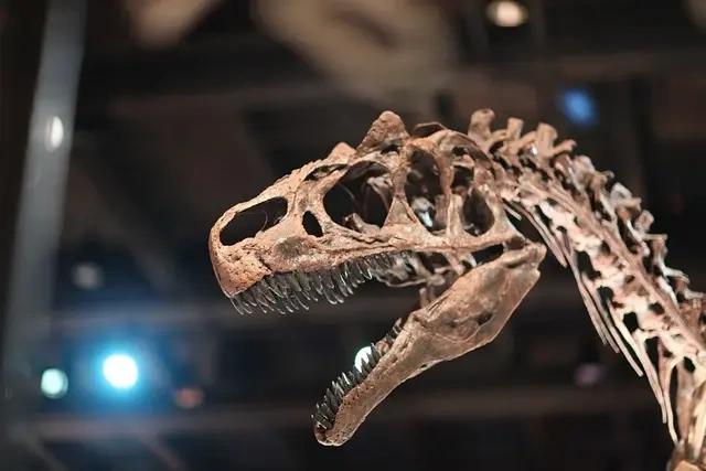 Den danske Allosaurus europaeus: Historien om en spændende dinosaur